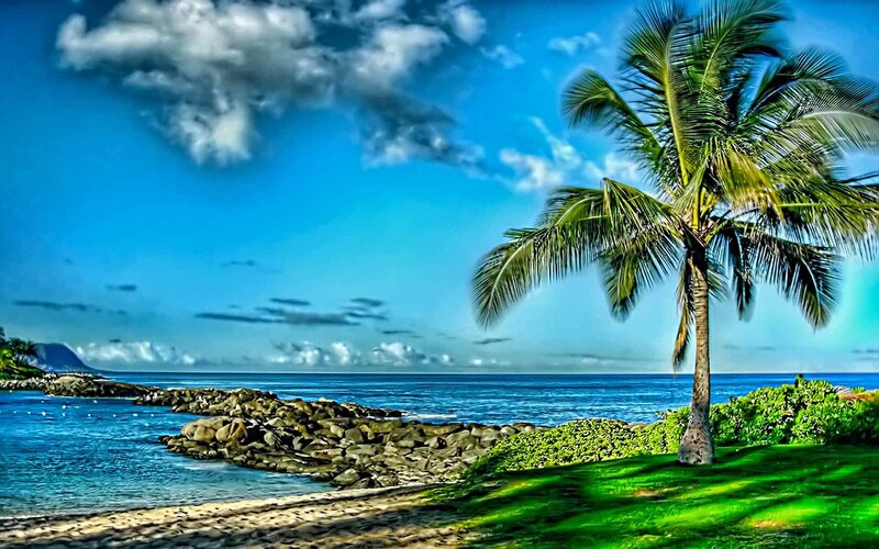 Palm tree by the ocean