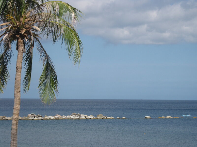 Palm tree by the sea
