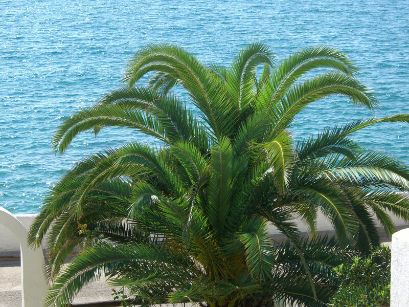 Palm Tree by the Sea — Green