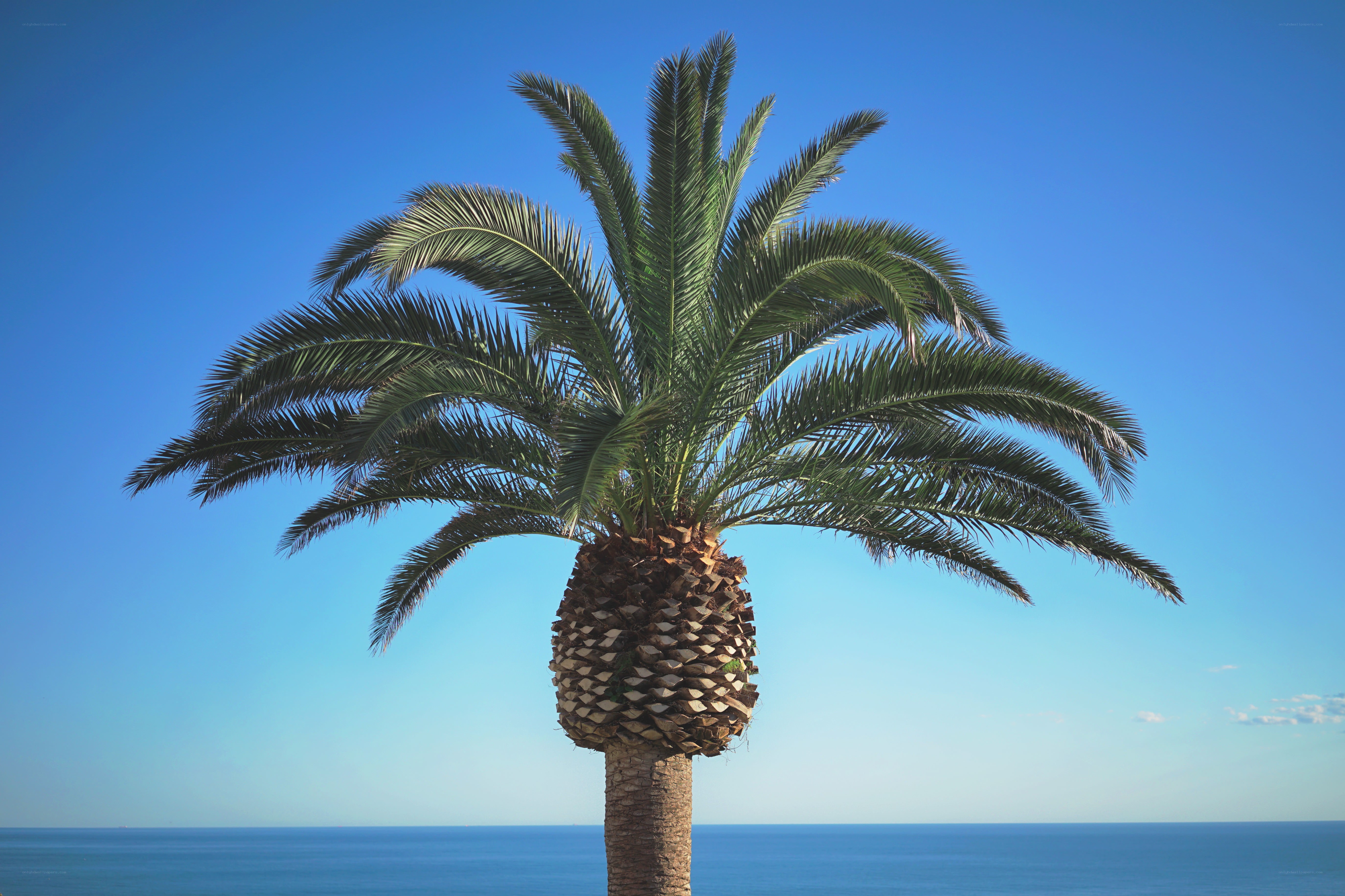 Palm tree by the sea