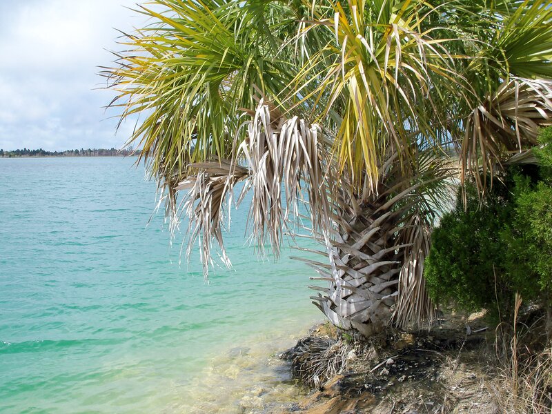 Palm tree by the water