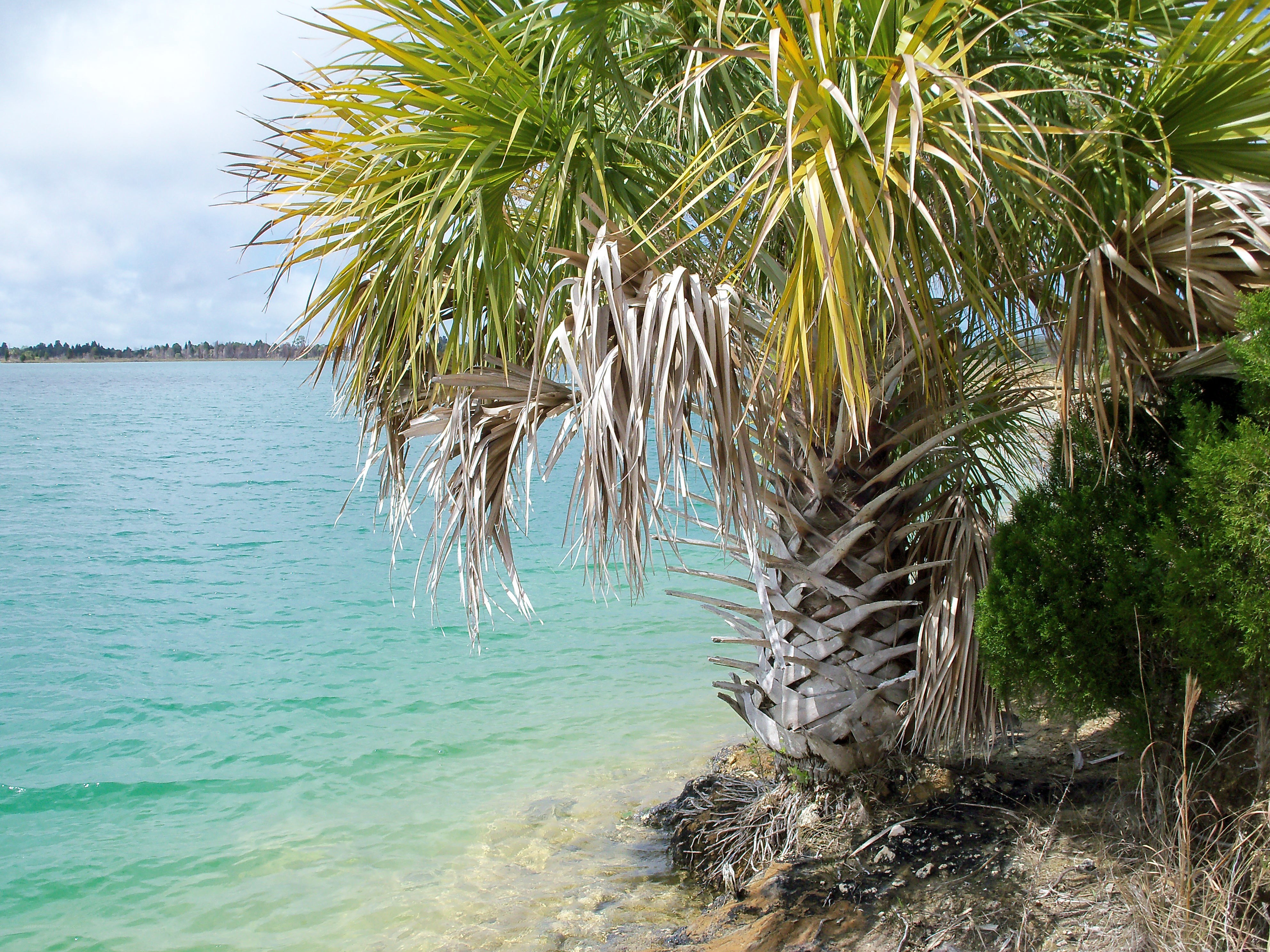 Palm tree by the water