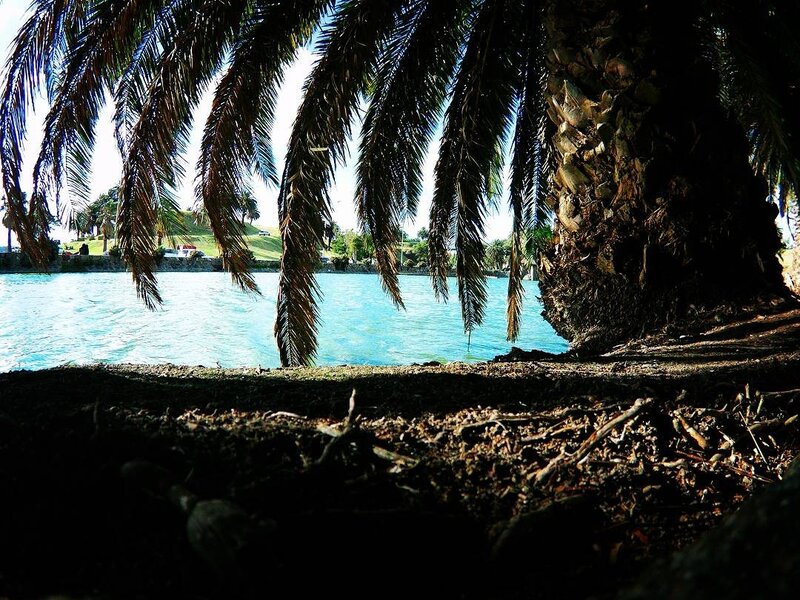 Palm Tree by Water