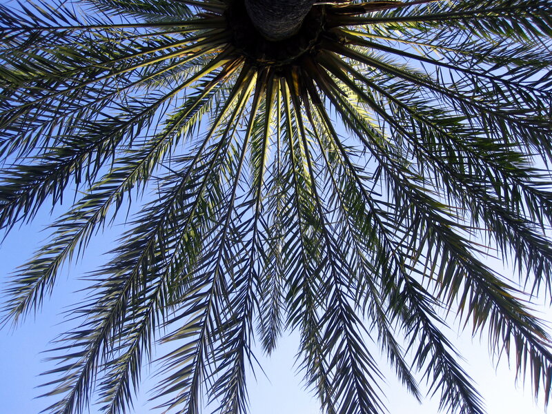 Palm Tree Canopy — Blue