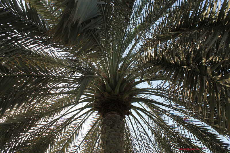 Palm Tree Canopy
