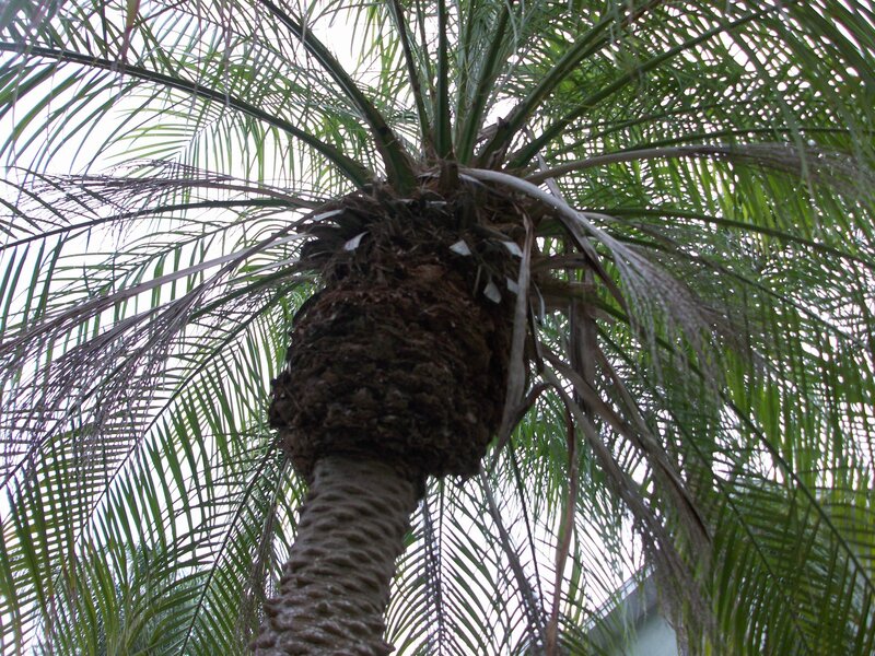 Palm tree from below