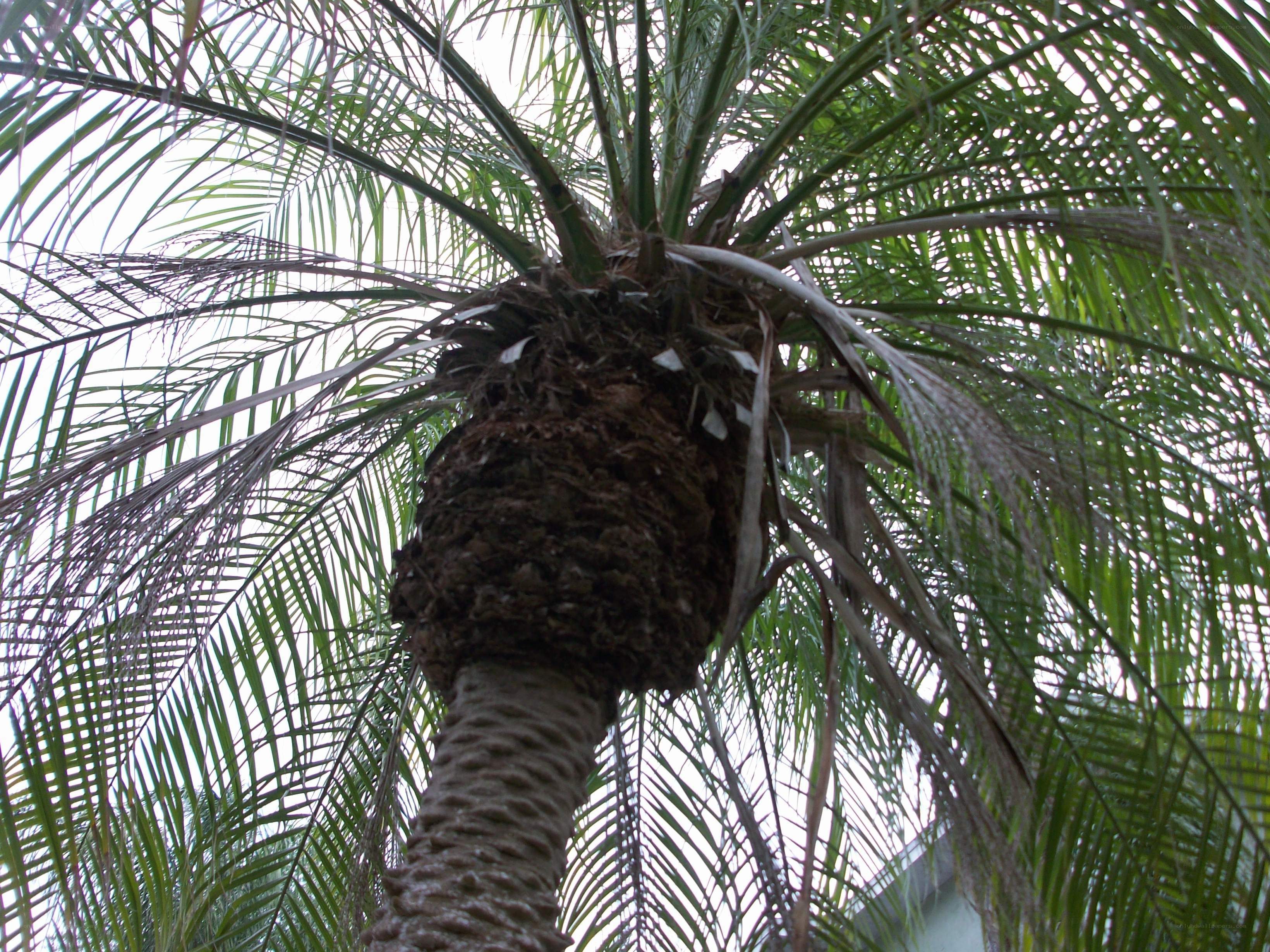 Palm tree from below