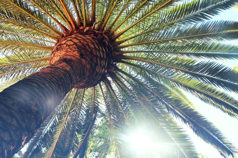 Palm Tree from Below — Green