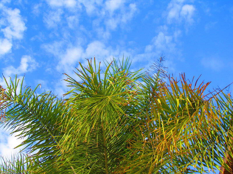 Palm Tree Fronds — Blue