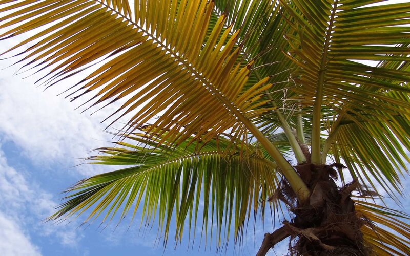 Palm Tree Fronds — Green, Serene, Afternoon