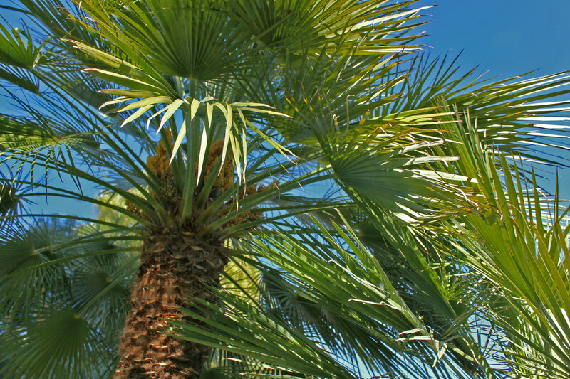 Palm Tree Fronds