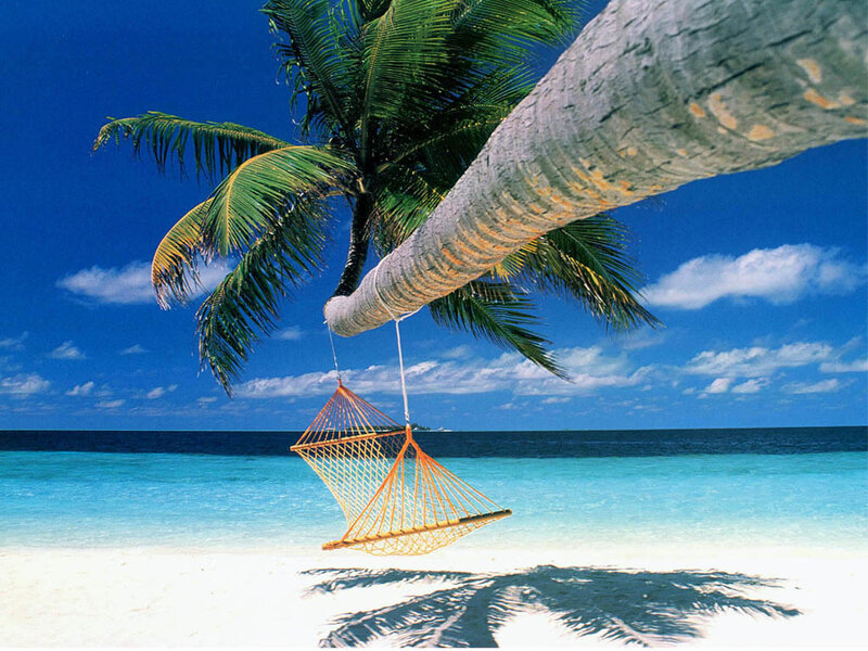 Palm tree hammock on tropical beach