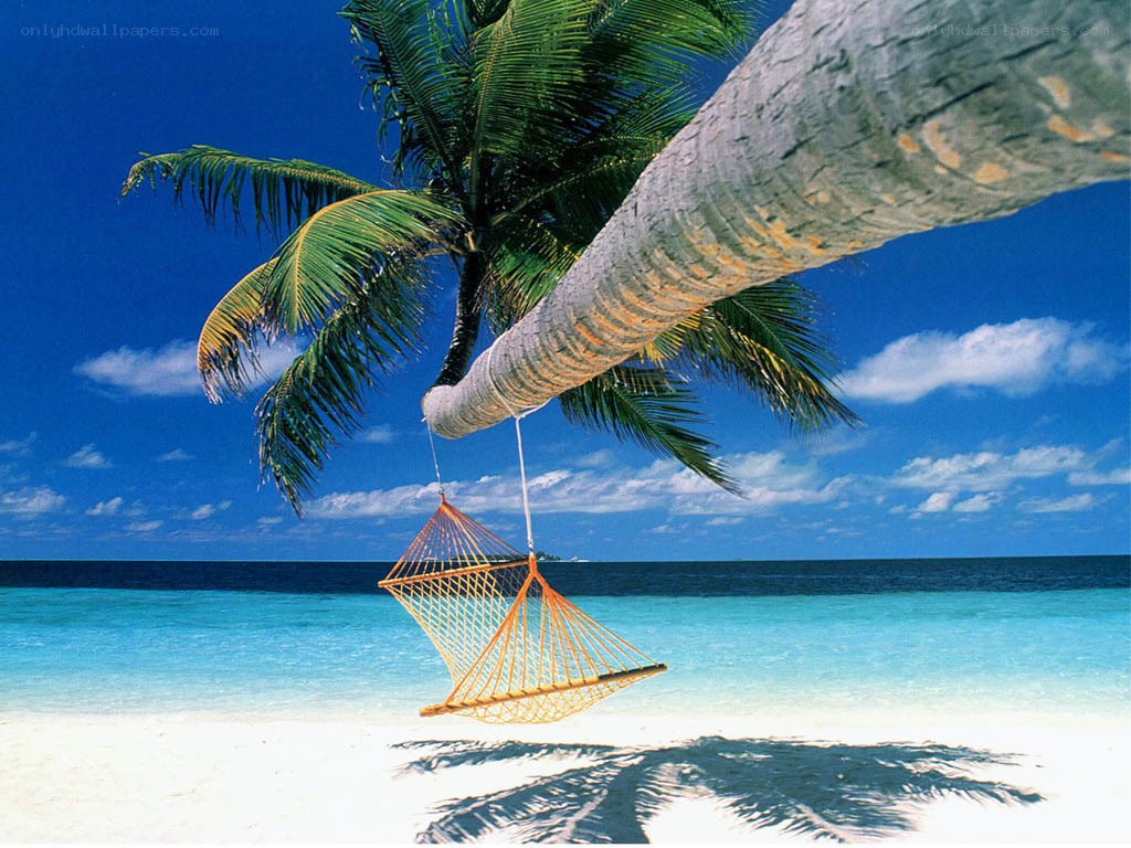 Palm tree hammock on tropical beach