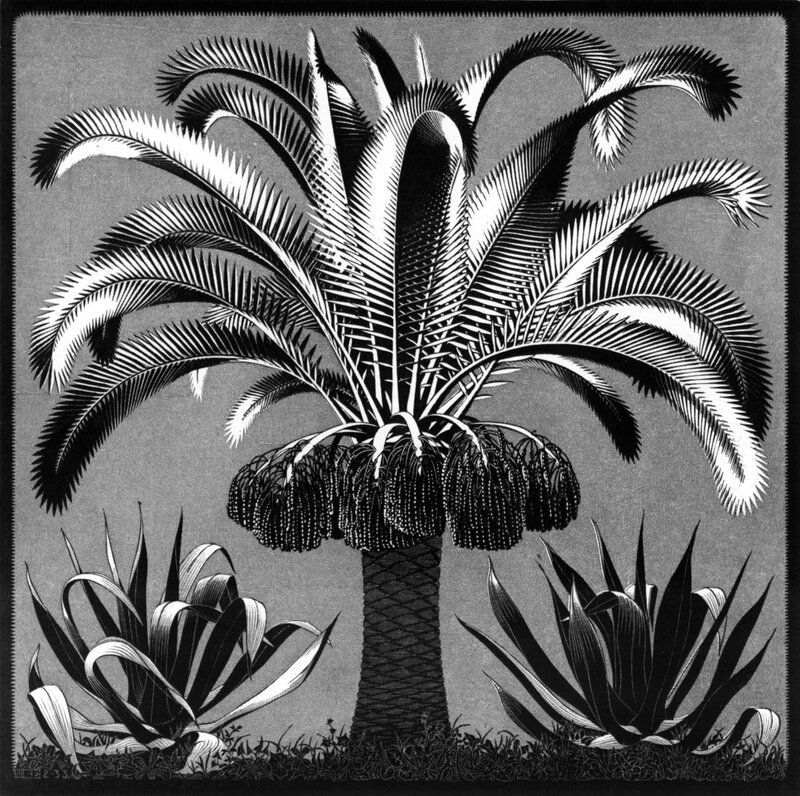 palm tree illustration