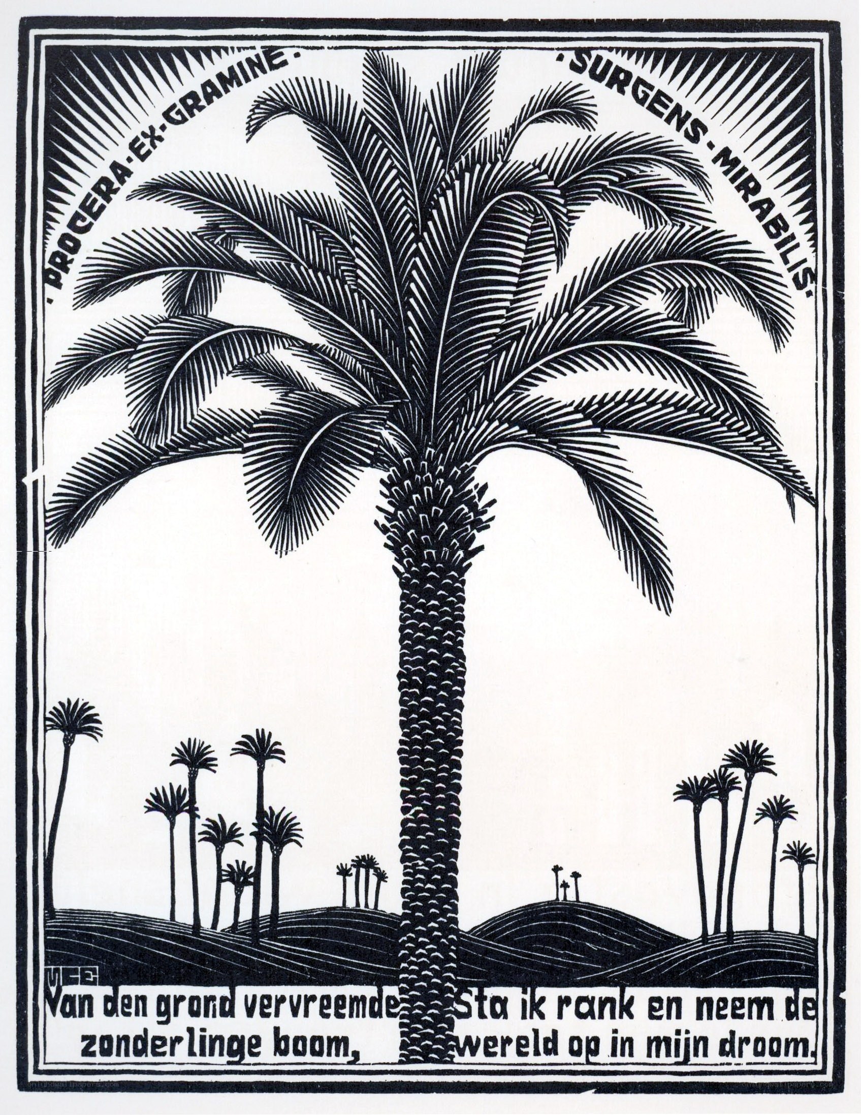 Palm tree illustration with text