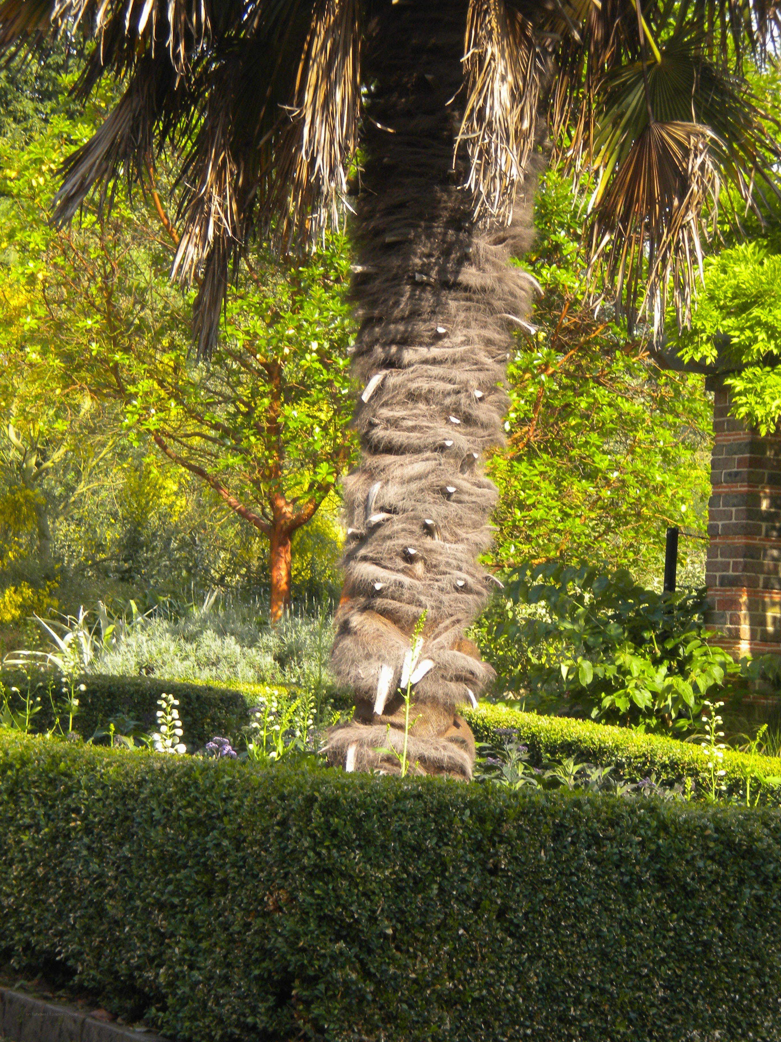 Palm tree in a garden