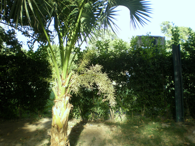 Palm tree in a garden