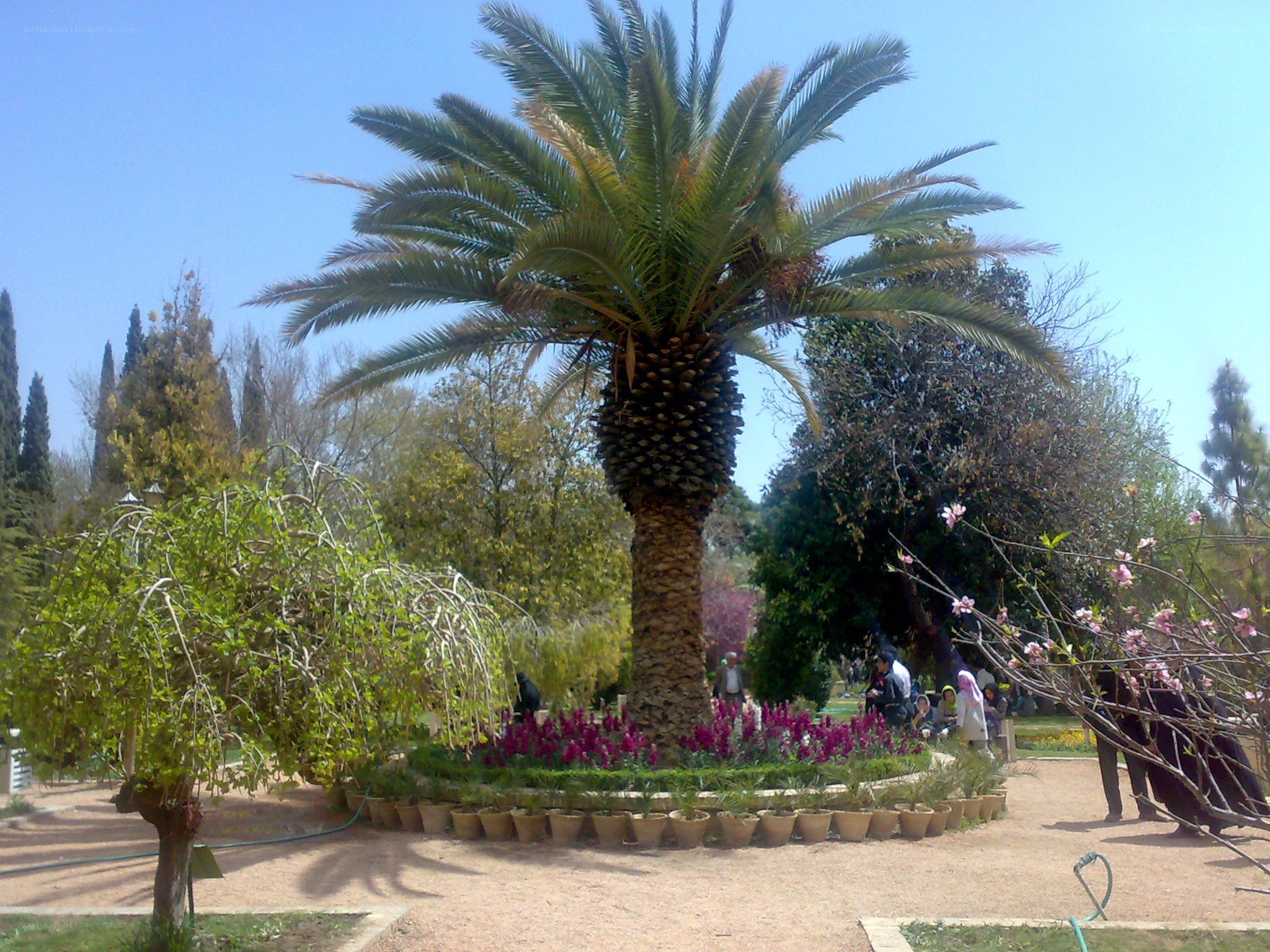 Palm tree in a garden