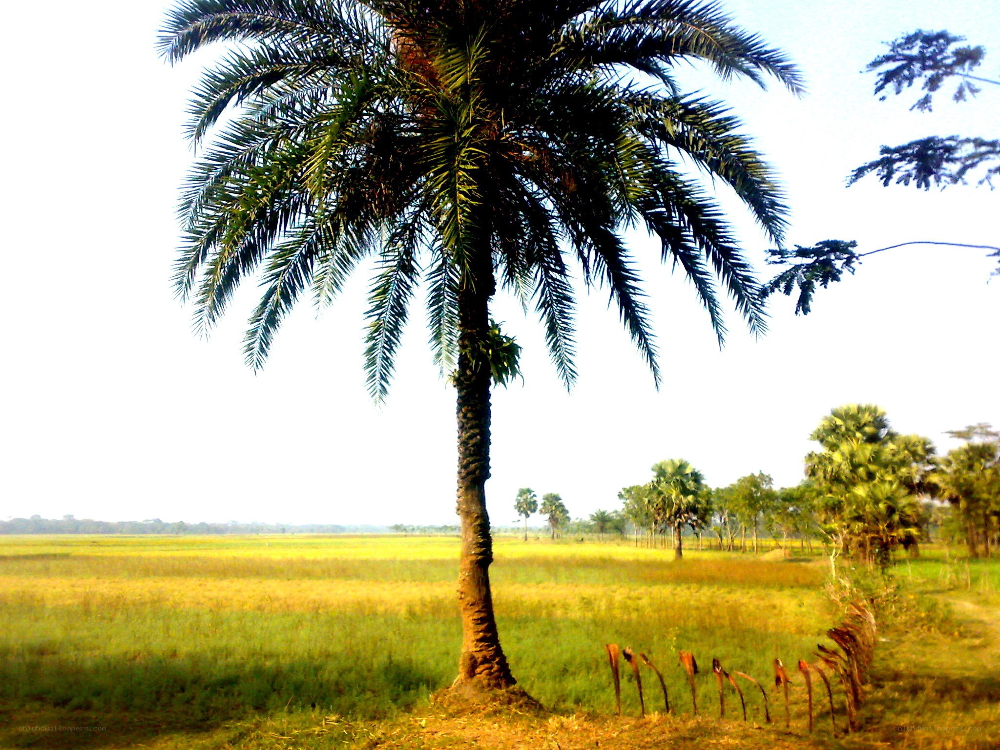 Palm tree in a green field