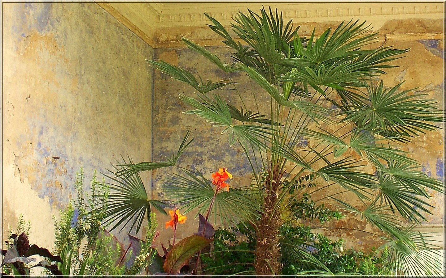 Palm tree in a historic conservatory