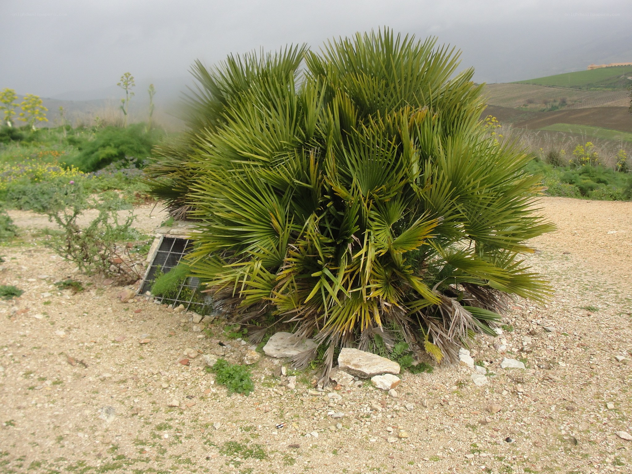 Palm tree in a rural landscape