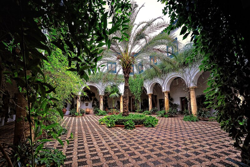 Palm Tree in Courtyard — Green, Serene, Afternoon, Photograph