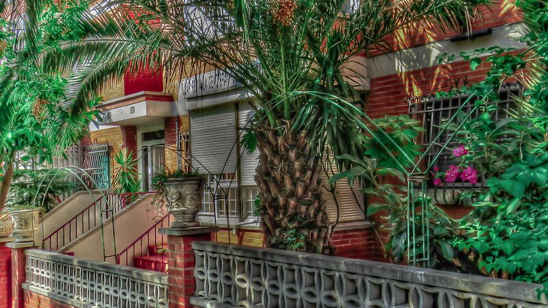 Palm Tree in Courtyard — Green, Serene