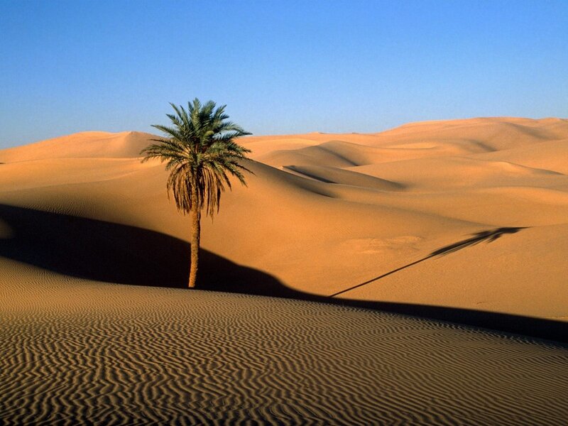 Palm Tree in Desert — Blue