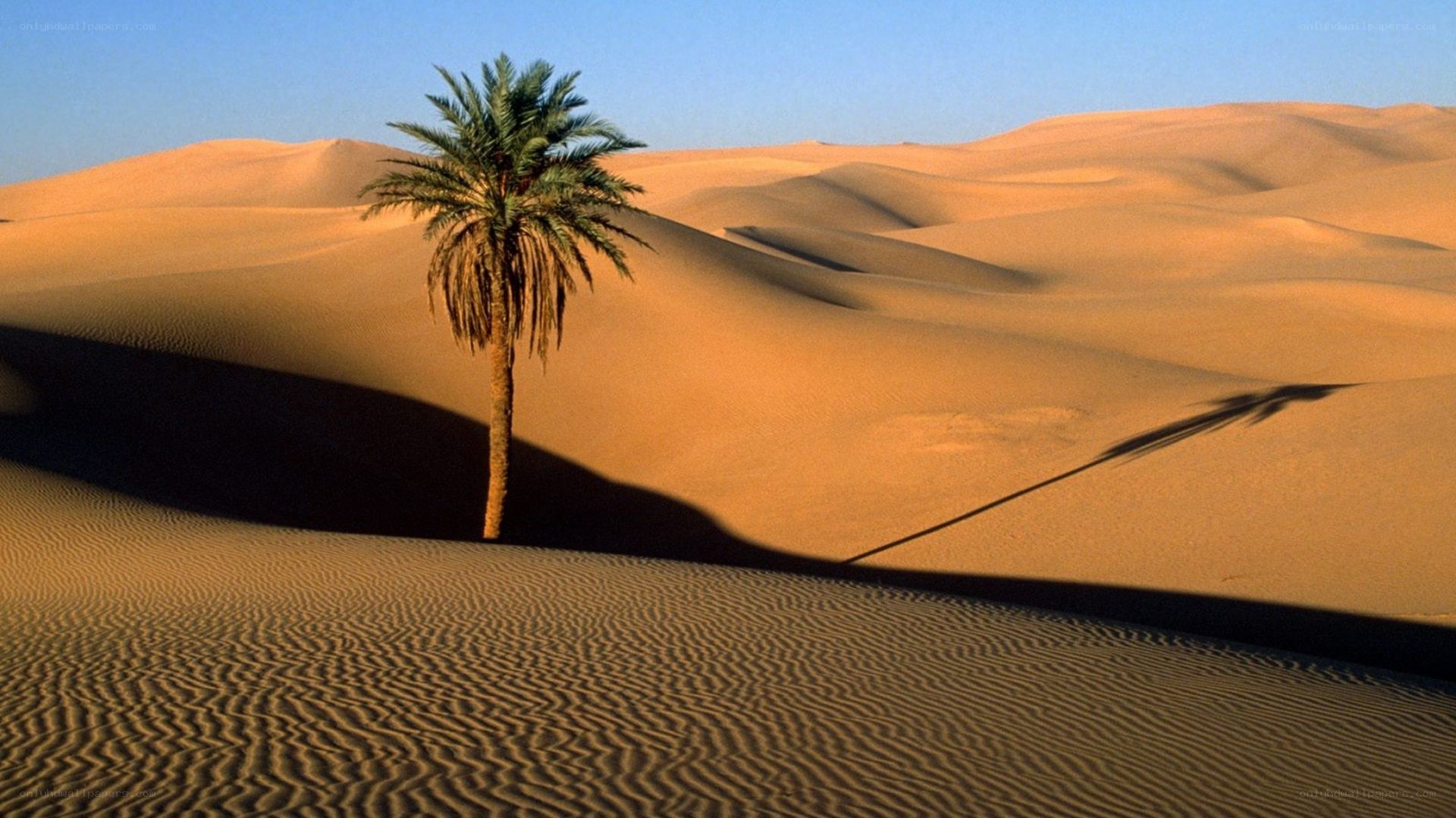 Palm tree in desert dunes