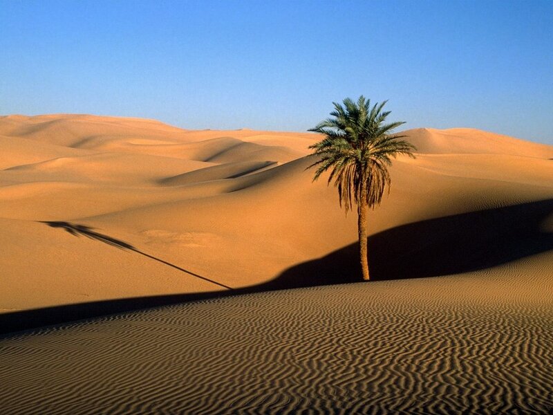 Palm Tree in Desert — Orange