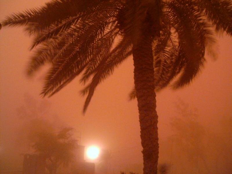 Palm Tree in Dust Storm