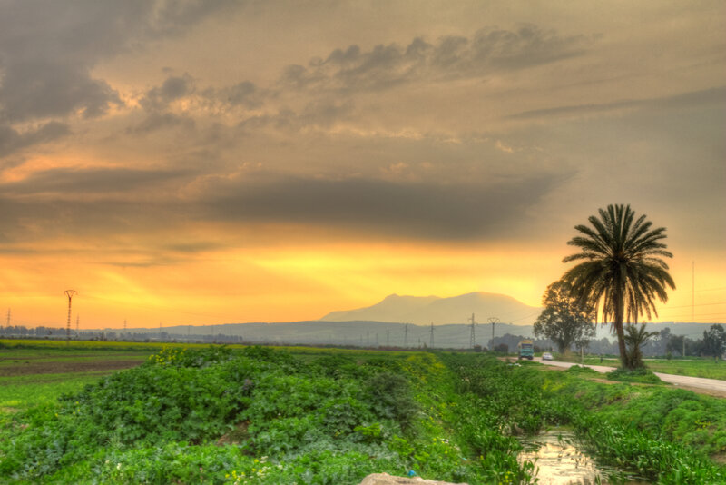 Palm Tree in Field