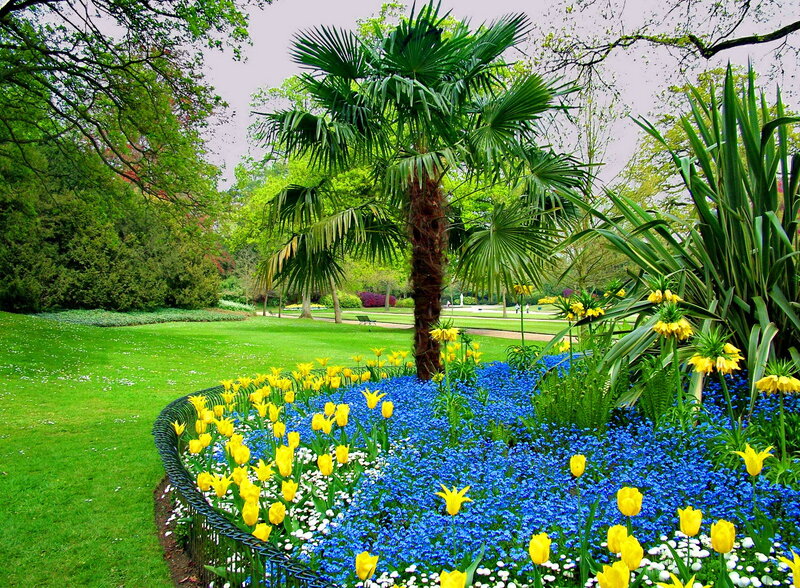 Palm Tree in Flower Bed