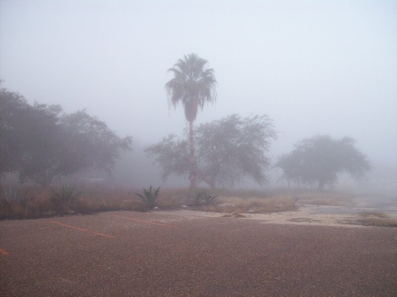 Palm Tree in Fog