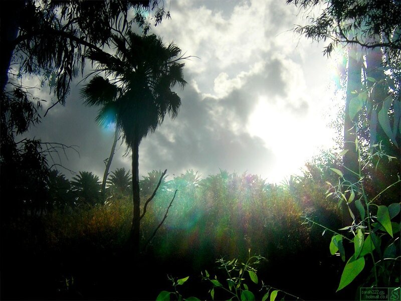 Palm Tree in Forest — Green