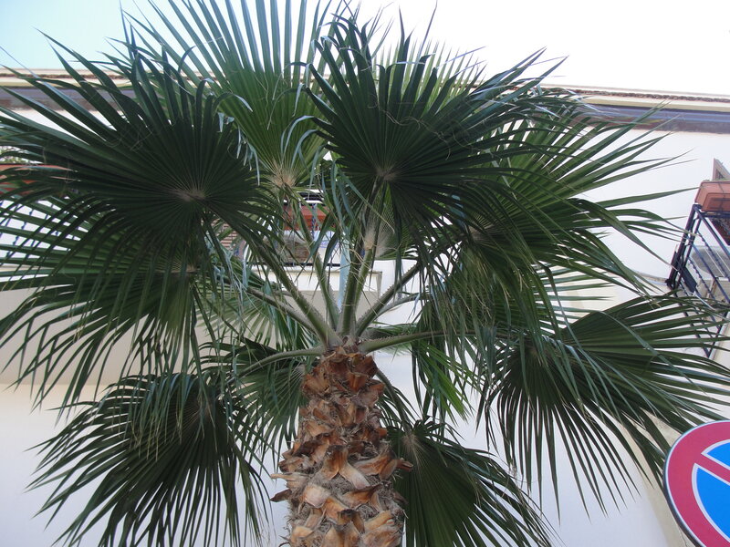 Palm tree in front of building