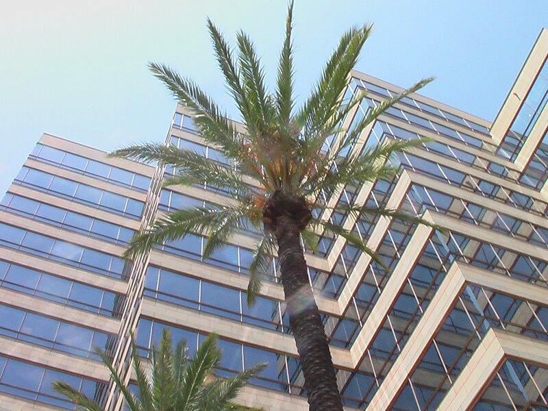 Palm tree in front of modern building