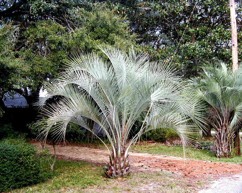 palm tree in garden