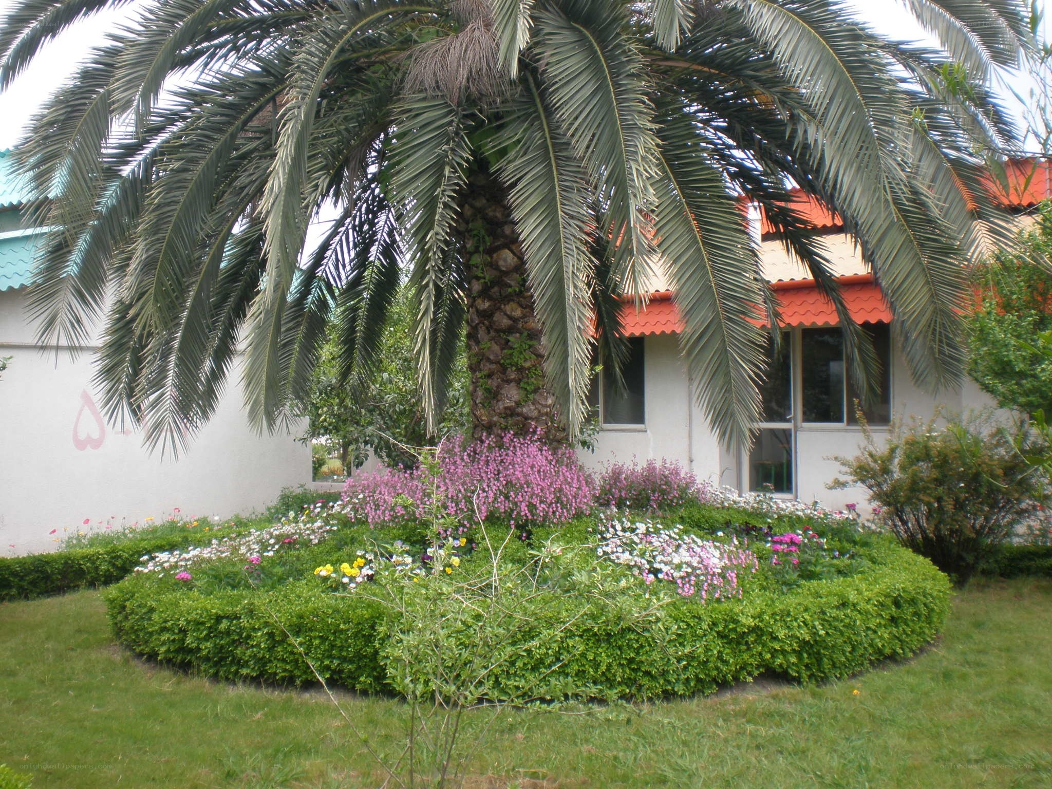 Palm tree in garden bed