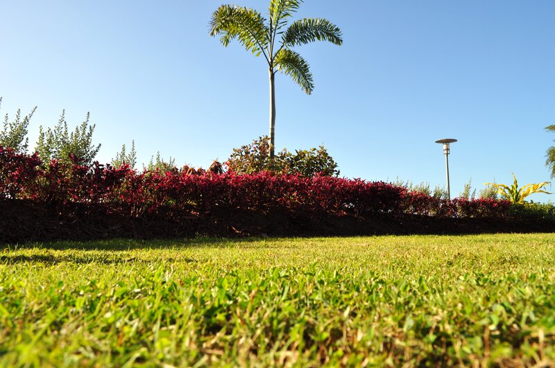 Palm Tree in Garden — Green, Serene, Afternoon, Photograph, Bushes