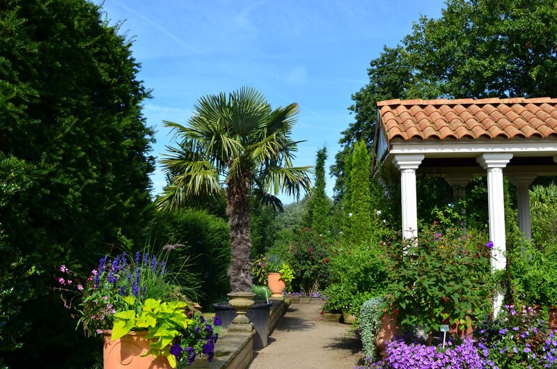 Palm Tree in Garden — Green, Serene, Afternoon