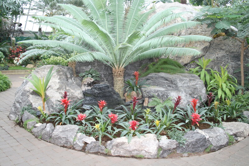 Palm Tree in Garden — Green, Serene, Photograph