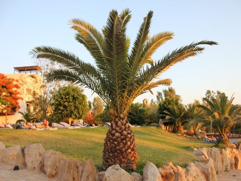 Palm Tree in Garden — Green, Serene, Sunset
