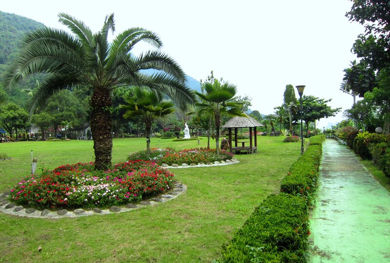 Palm Tree in Garden — Green, Serene