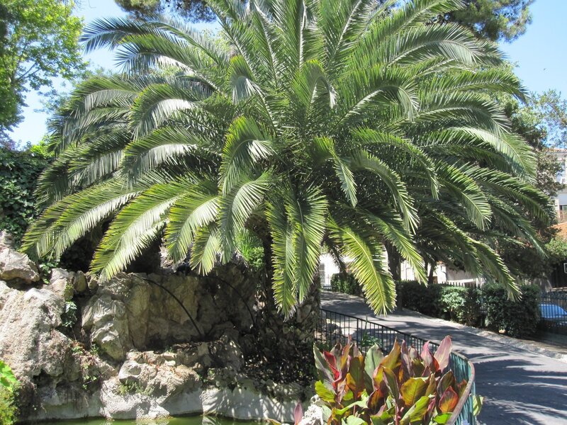 Palm Tree in Garden — Green