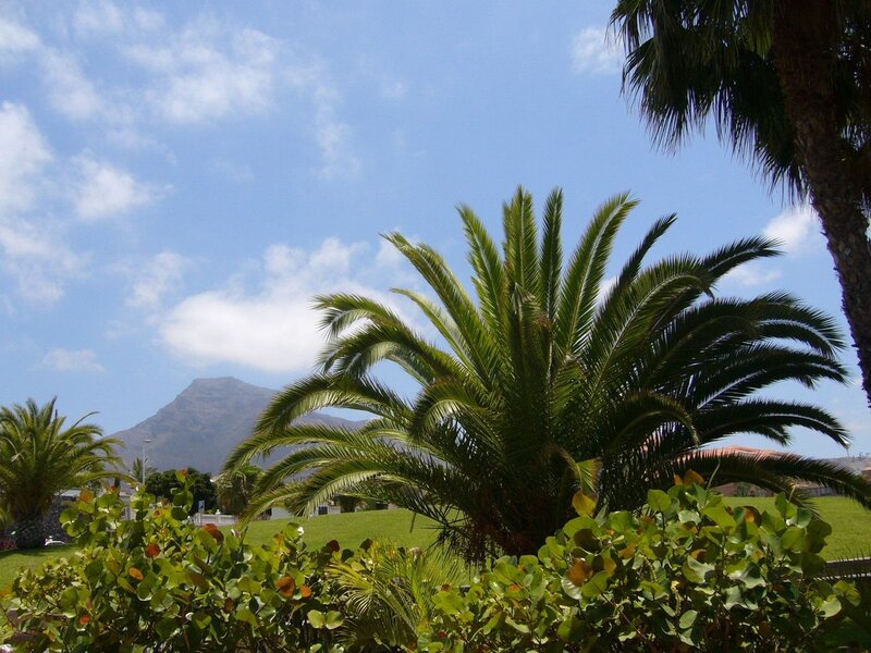 Palm Tree in Park