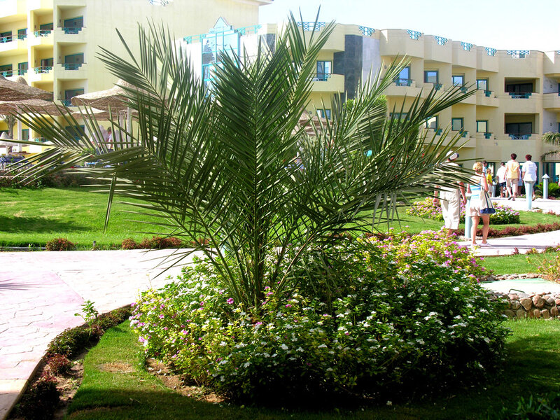 Palm tree in resort garden