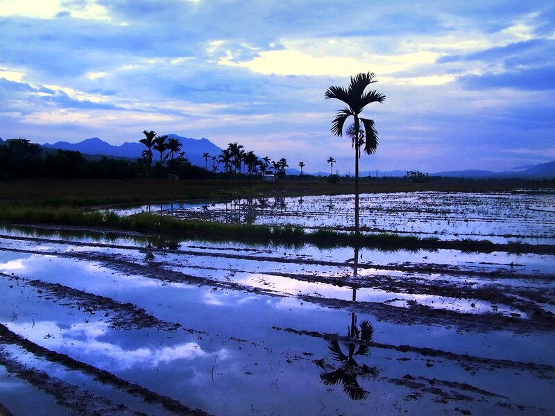 Palm Tree in Rice Paddy