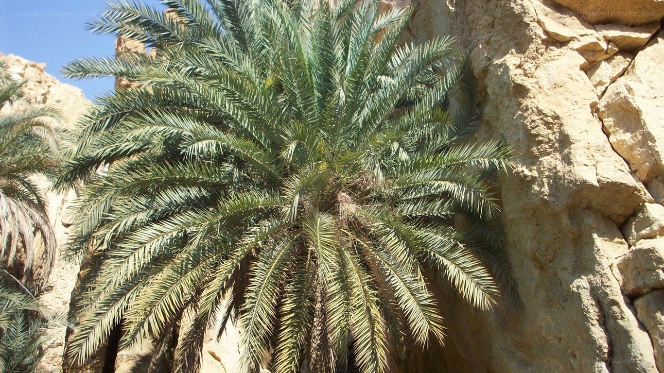 Palm tree in rocky canyon