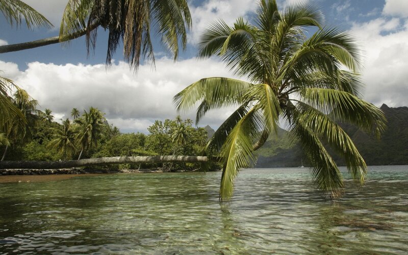 Palm Tree in Shallow Water